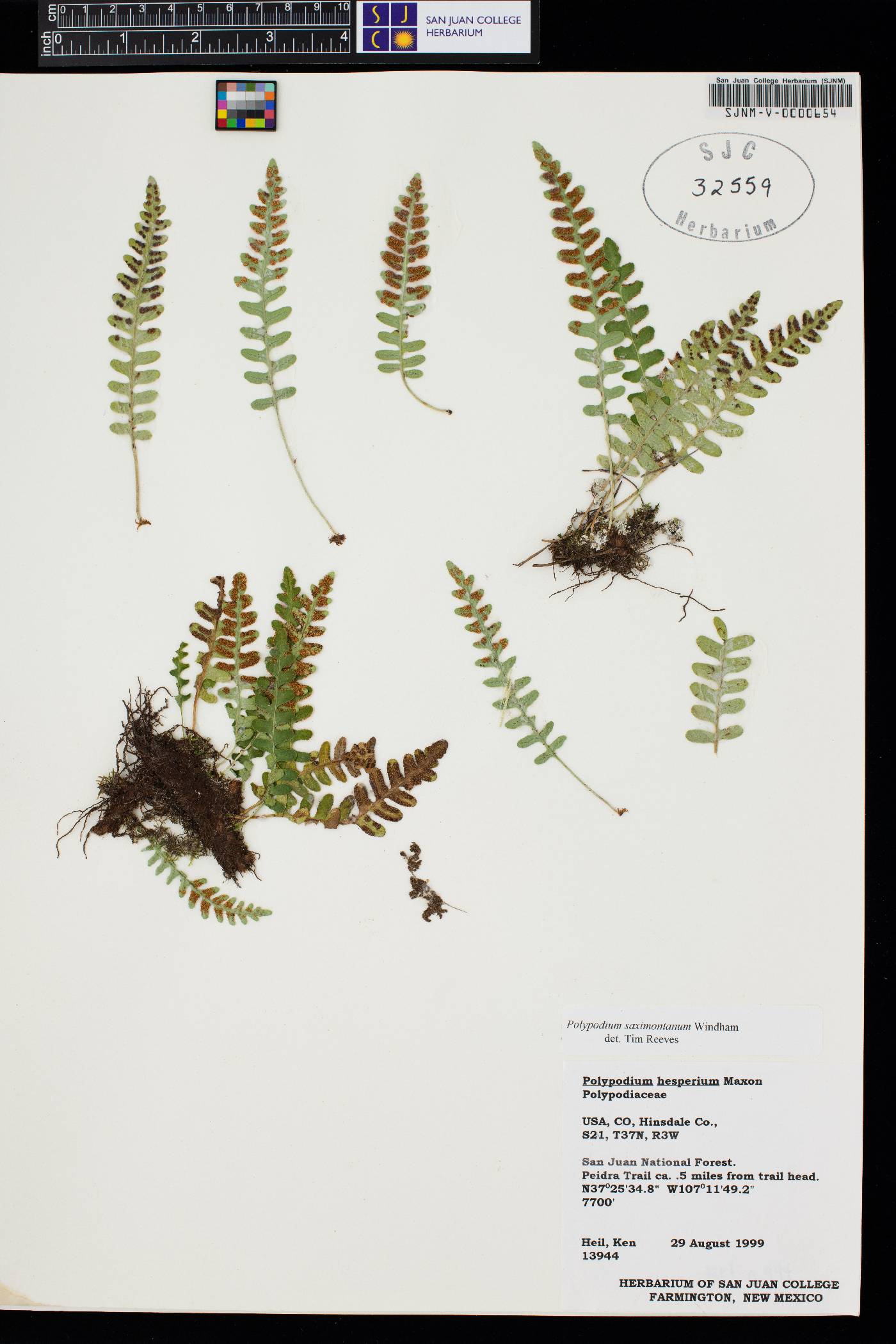 Polypodium saximontanum image