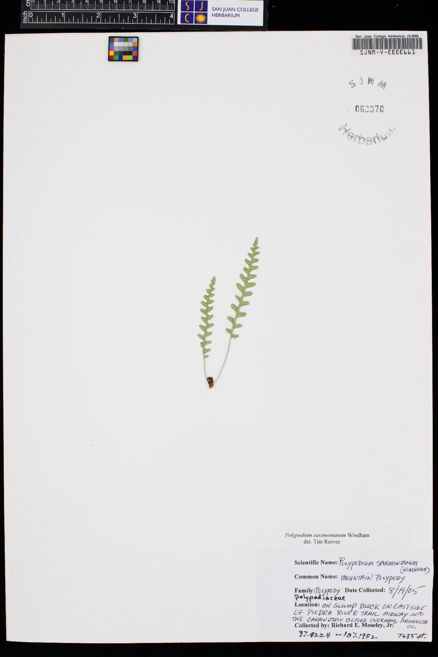 Polypodium saximontanum image