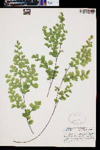 Adiantum capillus-veneris image