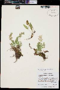 Cryptogramma acrostichoides image