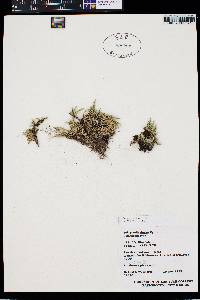 Selaginella densa image