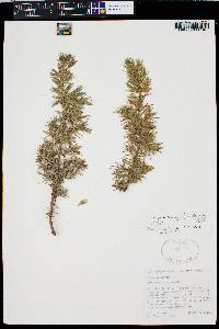 Juniperus communis var. depressa image