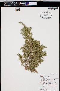 Juniperus communis var. depressa image