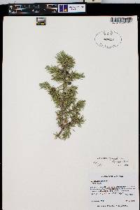 Juniperus communis var. depressa image