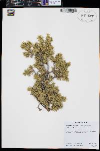 Juniperus communis var. depressa image