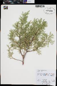 Juniperus deppeana image