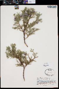 Juniperus deppeana image