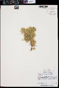 Juniperus monosperma image