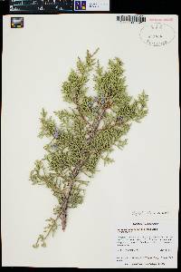 Juniperus osteosperma image