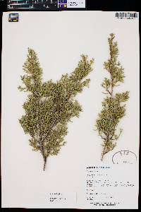 Juniperus pinchotii image