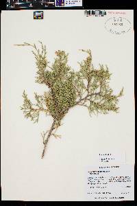 Juniperus scopulorum image