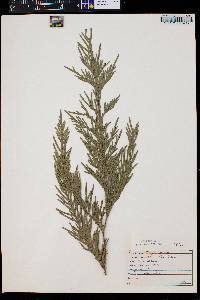 Thuja plicata image