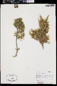 Juniperus scopulorum image