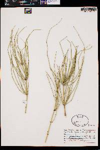 Ephedra aspera image