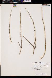 Ephedra californica image