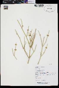 Ephedra torreyana image