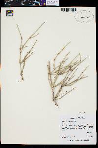 Ephedra torreyana image