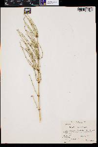 Ephedra viridis image