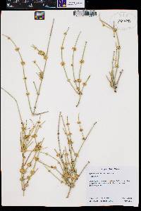 Ephedra viridis var. viridis image