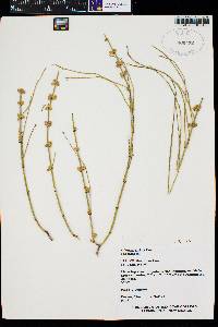 Ephedra viridis image