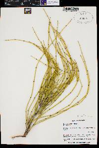 Ephedra viridis image