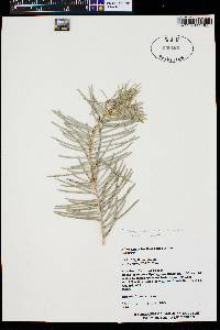 Abies concolor image