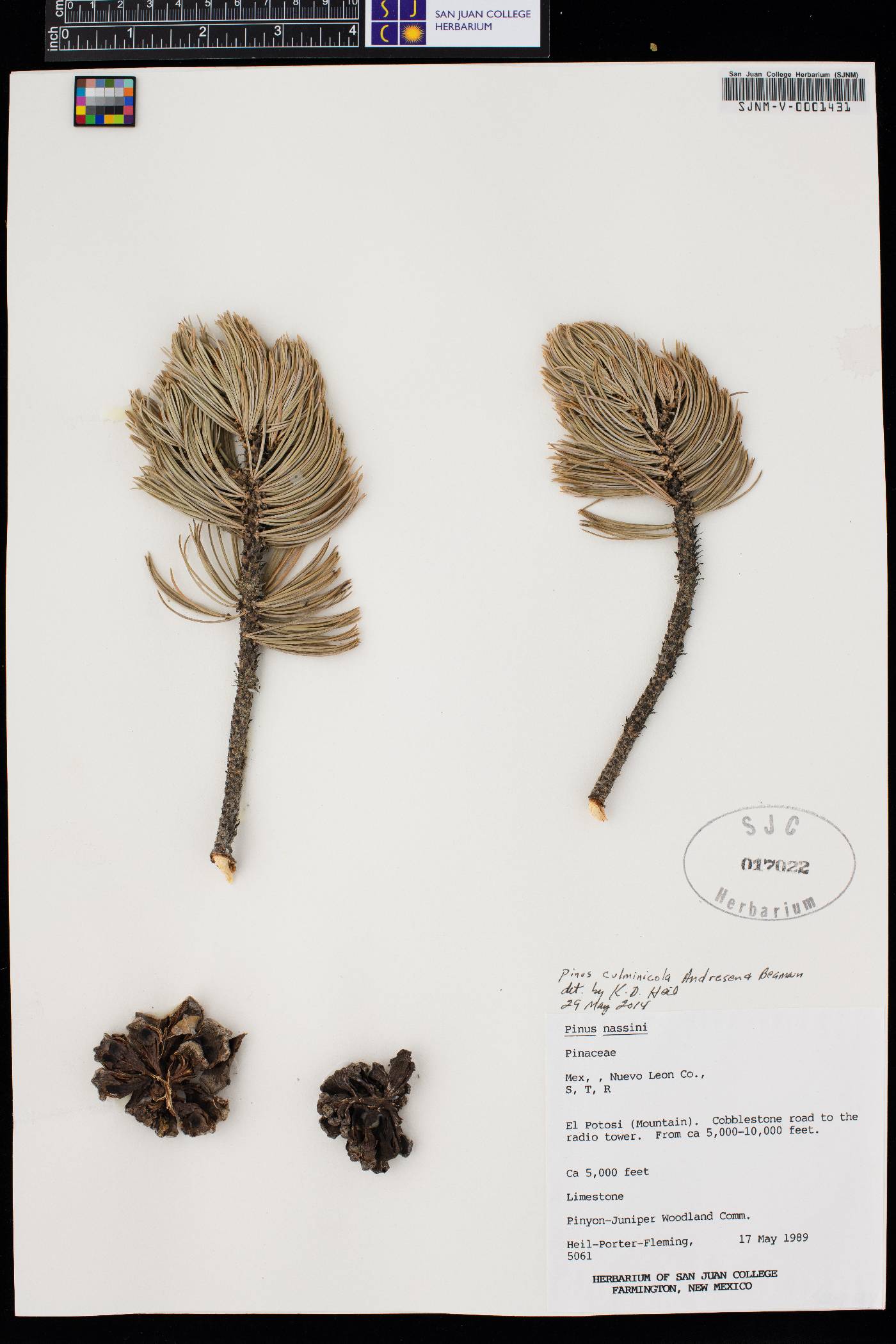 Pinus culminicola image