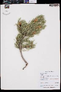 Pinus edulis image