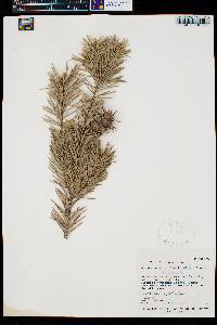 Pseudotsuga menziesii image