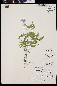 Ruellia pedunculata image