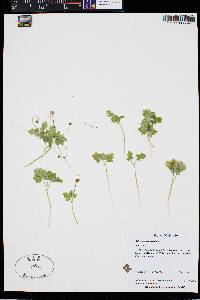 Adoxa moschatellina image