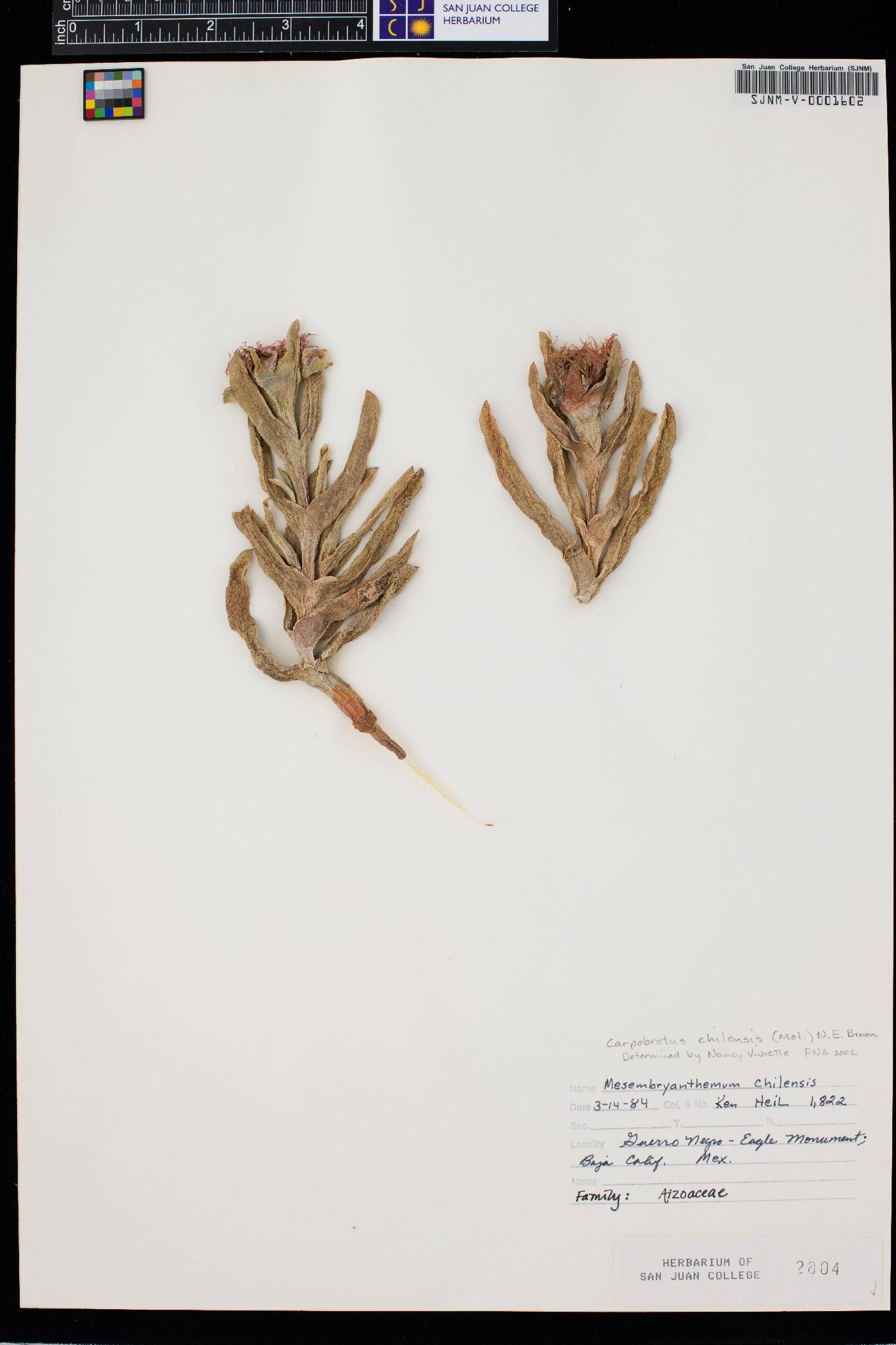 Carpobrotus chilensis image