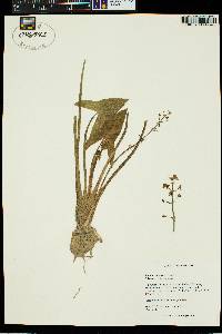 Sagittaria cuneata image