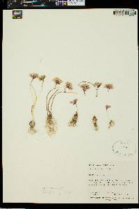 Image of Allium aaseae