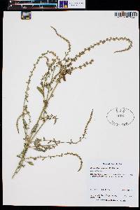 Amaranthus arenicola image