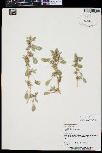 Amaranthus blitoides image