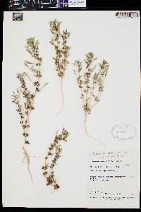 Image of Amaranthus scleropoides