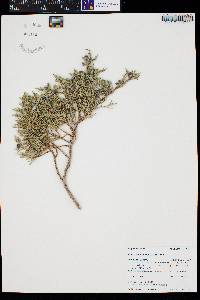 Juniperus scopulorum image