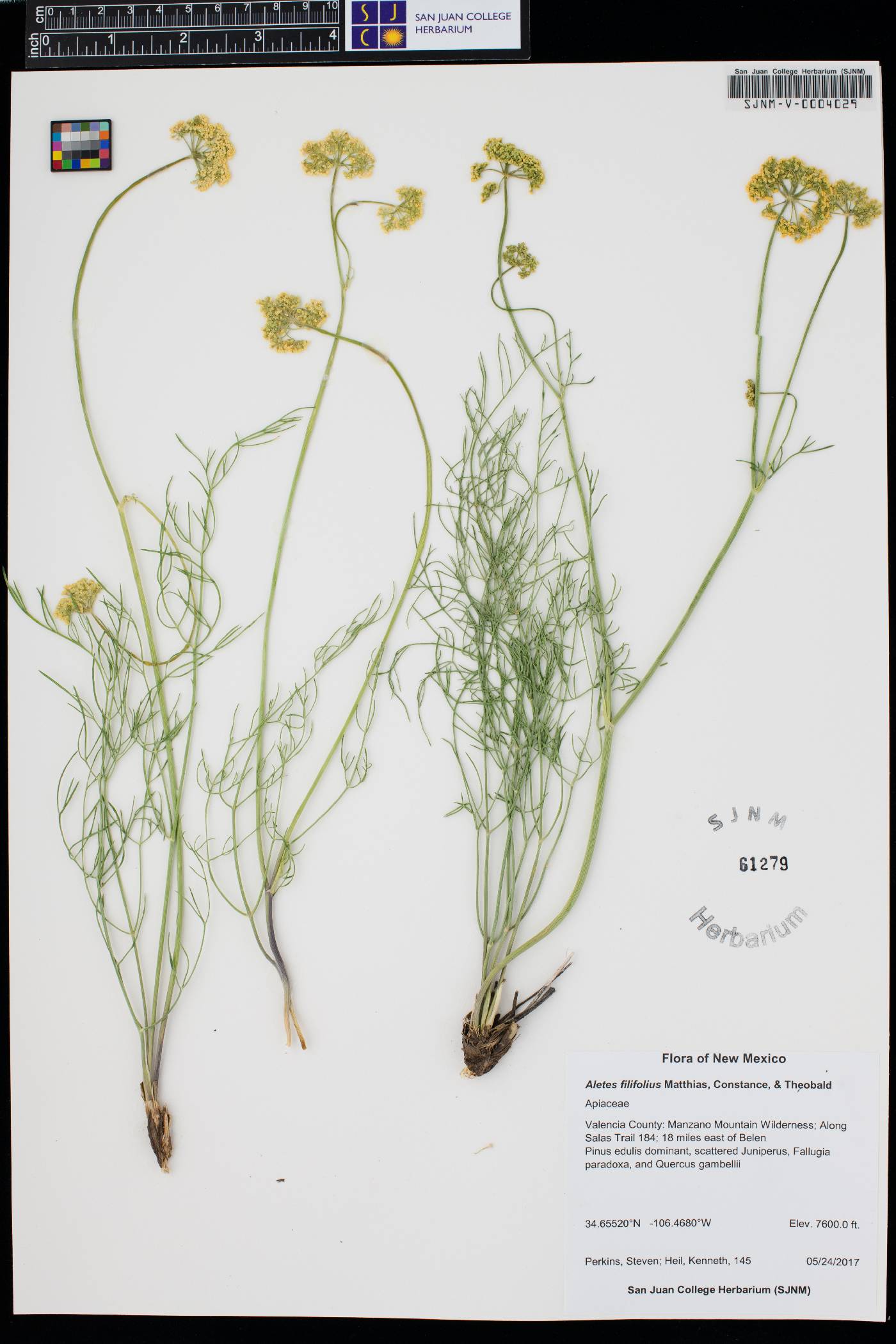 Aletes filifolius image