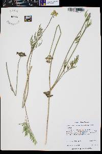 Aletes filifolius image