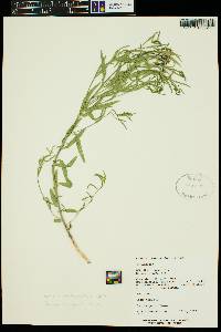 Amsonia tomentosa image