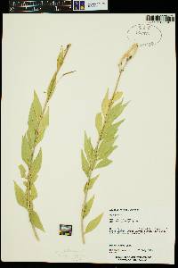 Amsonia jonesii image