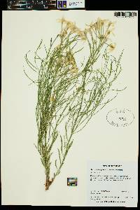 Amsonia longiflora image