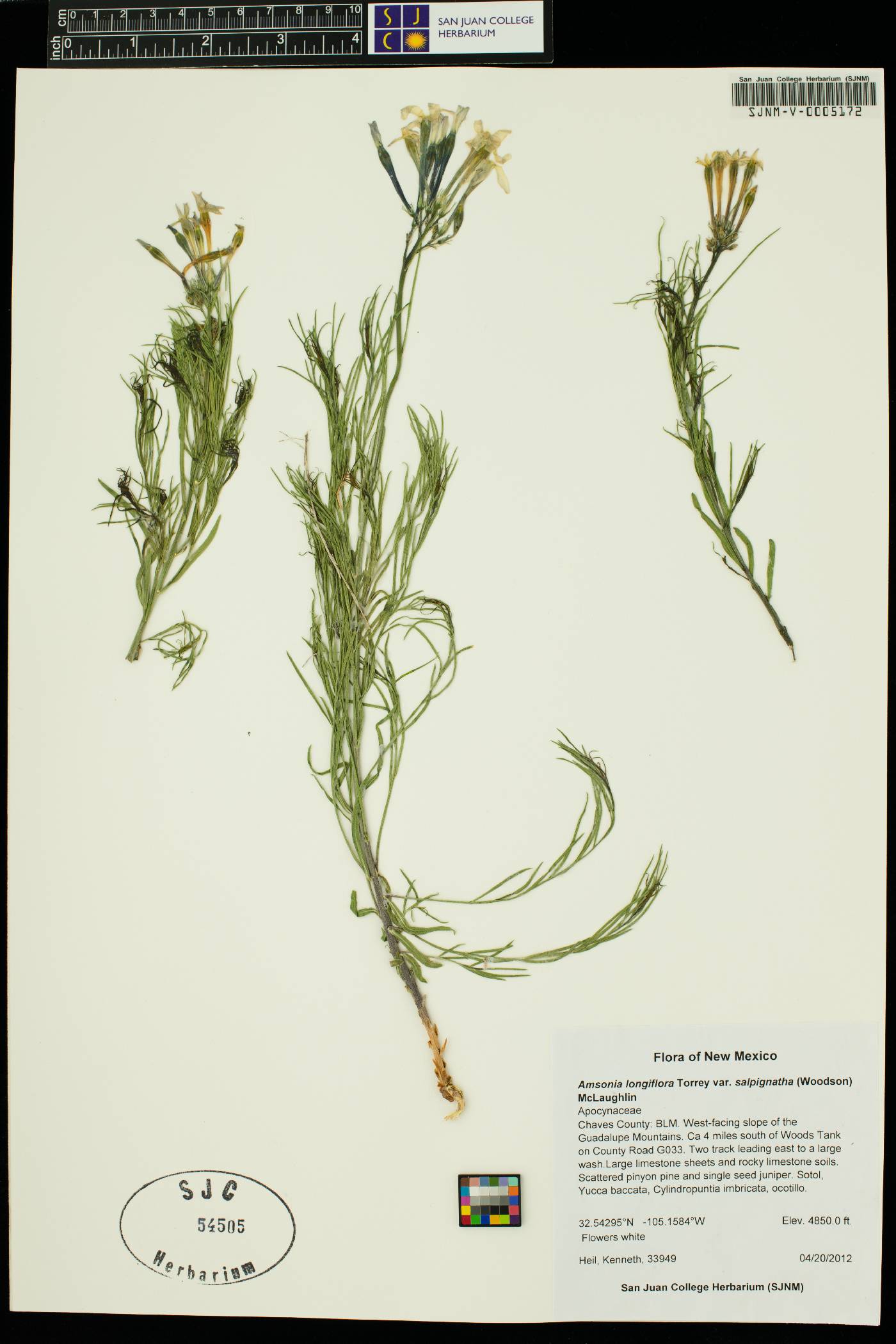 Amsonia longiflora var. salpignatha image