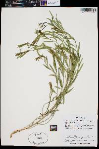 Amsonia tomentosa var. stenophylla image