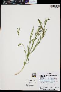 Amsonia tomentosa var. stenophylla image