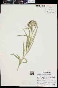 Asclepias asperula image