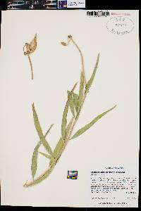 Asclepias asperula image