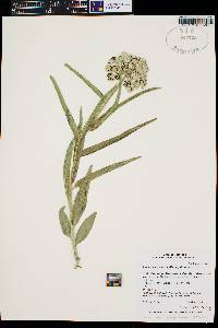 Asclepias asperula image