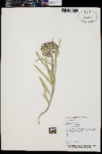 Asclepias asperula image